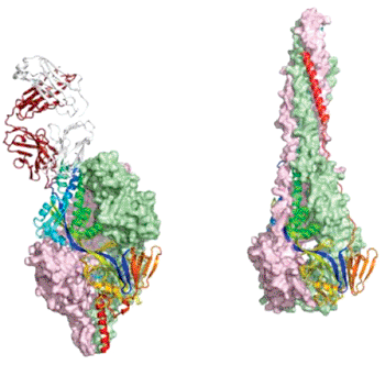 Image: The RSV fusion glycoprotein is shown (left) in its prefusion state in complex with an antibody (red and white ribbon) and (right) in its postfusion shape (Photo courtesy of the [US] National Institute of Allergy and Infectious Diseases - National Institutes of Health).
